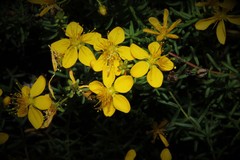 Hypericum empetrifolium