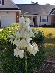 Yucca flaccida