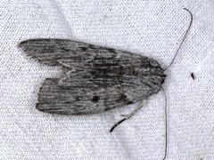 Capusa graodes