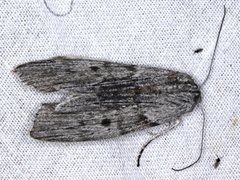 Capusa graodes