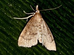 Metasia dicealis