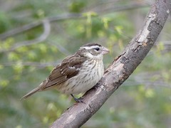 Pheucticus ludovicianus