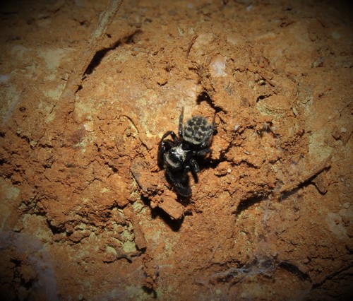 Euophrys sulphurea
