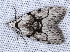 Nola delograpta