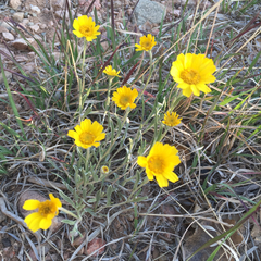 Tetraneuris argentea