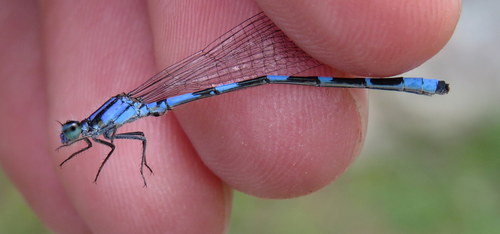 Little Bluet photo 5