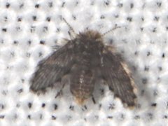 Atrichobrunettia