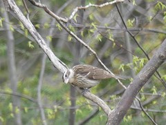 Pheucticus ludovicianus