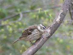 Pheucticus ludovicianus