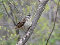 Pheucticus ludovicianus