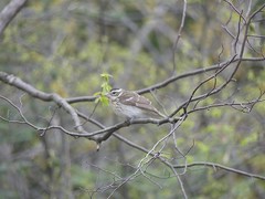 Pheucticus ludovicianus