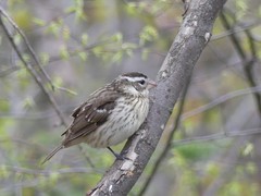 Pheucticus ludovicianus