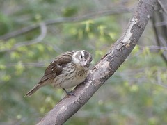 Pheucticus ludovicianus