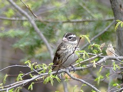 Pheucticus ludovicianus