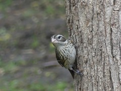 Pheucticus ludovicianus