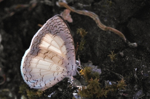 African Apefly