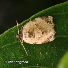 Neocalyptis liratana
