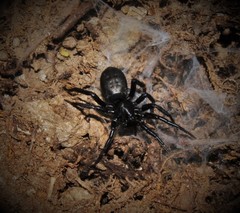 Drassyllus praeficus