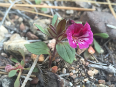 Diplacus constrictus