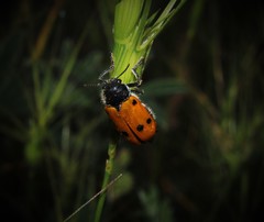 Lachnaia sexpunctata