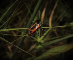 Calocoris nemoralis