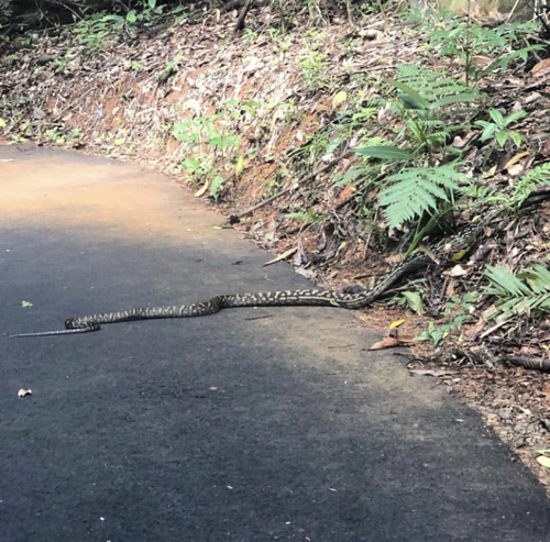 Australian Scrub Python sighting