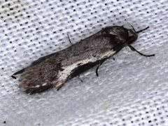 Philobota acropola
