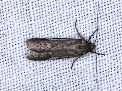 Philobota acropola