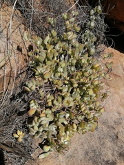 Cotyledon woodii