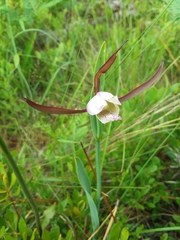 Cleistesiopsis oricamporum