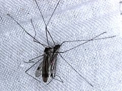 Dicranomyia