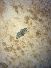 Pasiphila rectangulata