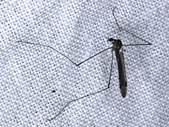 Dicranomyia
