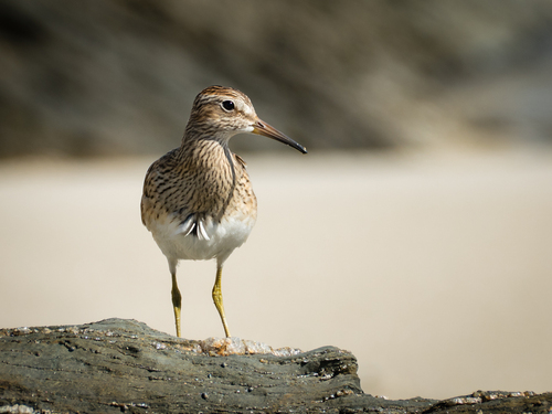Correlimos pectoral (Calidris melanotos)
