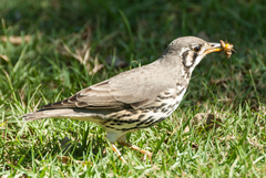 Turdus litsitsirupa