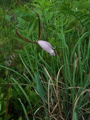 Cleistesiopsis oricamporum