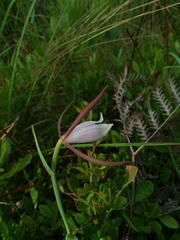 Cleistesiopsis oricamporum