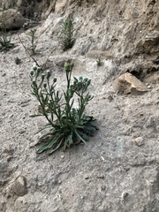 Ivesia santolinoides