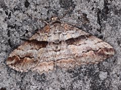 Gastrinodes bitaeniaria