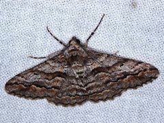 Gastrinodes bitaeniaria