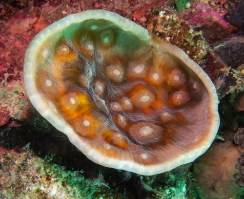 Chinese lettuce coral
