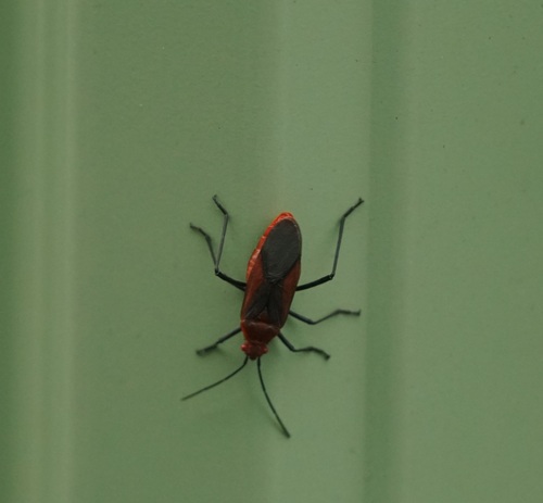 Leptocoris vicinus photo 3