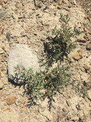 Halogeton glomeratus