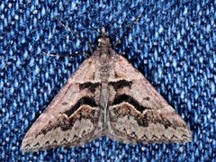 Dichromodes atrosignata