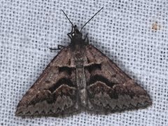 Dichromodes atrosignata