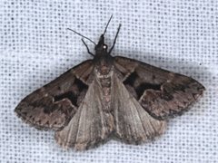 Dichromodes atrosignata