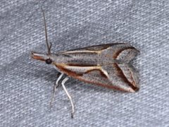 Arotrophora arcuatalis