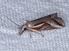 Arotrophora arcuatalis