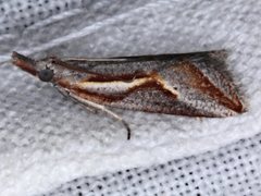 Arotrophora arcuatalis