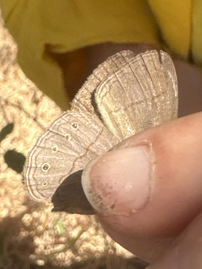 Nhambikuara cerradensis